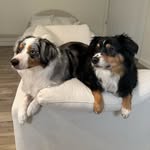 Beau & George - @beau.georgie.aussie - Instagram