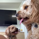 Beau & George 🐾 - @beau_george_floatdogs - Instagram