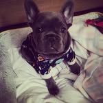 Beau-George - @beau.george_le.bleu - Instagram