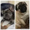 beau+george💓🐶 - @..beau_george - TikTok