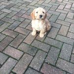 Beau Graham - @beaugraham2009 - Instagram