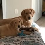 Sammie & Beau - @sammie.beau_hodges - Instagram