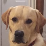 Beauregard Howe - @beau.howe - Instagram