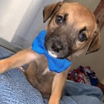 Beau - @beau_howell3 - Instagram