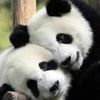 beauingramm2412 - @zia76257 - TikTok