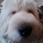 Beau Jacobson - @asheepdognamedbeau - Instagram