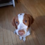 Beau Jameson - @beau.the.beautiful.brittany - Instagram