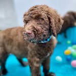 Beau Jameson & friends - @beau_jameson_the_goldendoodle - Instagram