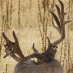 Beau Dillan Jensen - @big_time_hunting_lover - Instagram
