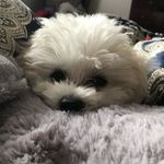 Beau Jensen - @beau_bear_the_moodle - Instagram