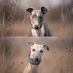 Bentley Beau & Jensen Beau - @the.beau.whippets - Instagram