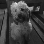 Beau johnston - @beau_the_cockerpoo - Instagram