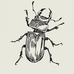 Beau Jones - @entomology.etymology - Instagram