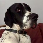 Mr Beau Jangles Jones - Facebook