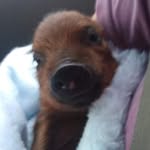 Beau Joseph - @beau_the_mini_pig - Instagram