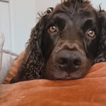 Beau Joseph 🐾 - @beaujo_theboykin - Instagram