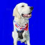 Beau Joseph C - @bogurt_the_retreiver - Instagram