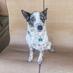 Beau Kahn - @beardownbeau - Instagram