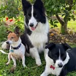 Woolly, Beau & Ziggy Keith🐶 - @woollythecolliekelpie - Instagram