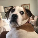 Beau Keller - @beauthebeabull - Instagram