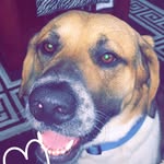 Beau Keller - @beaubeauthemutt - Instagram