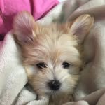 Beau Kelley - @tinydogbeau - Instagram