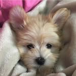 Beau Kelley - @littledogbeau - Instagram