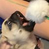 Pug master - @kempbeau7 - TikTok