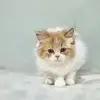 beaukeyriespirmea - @beaukeyriespirmea - TikTok