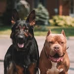 BEAU & KNOX - @caninefellowship - Instagram
