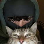 Beau Knox Ledger - @beauknoxledger - Instagram
