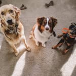 sage + beau + knox - @thekunzkanines - Instagram