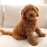 Hudson Beau Kunz - @hudsonkunz - Instagram