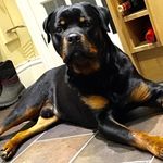Beau Lambert 🐶 - @beau2208 - Instagram