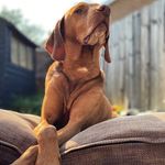 Beau Lambert-Martin - @beauvizsla - Instagram