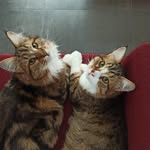 Beau_Leon_SiberianCats - @beau_leon_siberiancats - Instagram