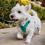 Leo - @beau_leonardo_westie - Instagram