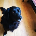 lester - @le_beau_lester - Instagram