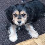 Beau Johnson Lloyd - @littlebeauborkie - Instagram
