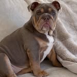 𝐁𝐞𝐚𝐮 𝐋𝐨𝐰𝐞 🎀 - @beaubeauthebulldog - Instagram