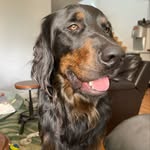 🐾 Beau Lowe - @best_boy_beau_ - Instagram