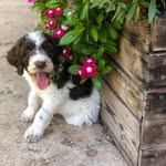 Beau Goetz Lowe - @k9beaulowe - Instagram