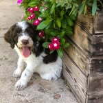 Beau Goetz Lowe - @beaulowe_k9 - Instagram