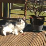 Beau Lyons-king - @chunk_the_cat20 - Instagram