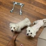 @beau_and_manning - Instagram