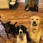 Beau Maxwell Joseph - @doglifecubed - Instagram