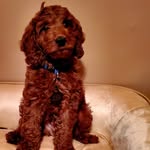 Beau Maxwell Washington - @beau_thee_cavapoo - Instagram