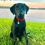 Beau - @maxwellsetxbeau - Instagram