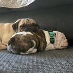 “Max” Maxwell & “Beau” Beauderson Beaugard - @maxwell_and_beaugard - Instagram