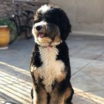 Beau the Bernedoodle - @beaukingmcbride - Instagram